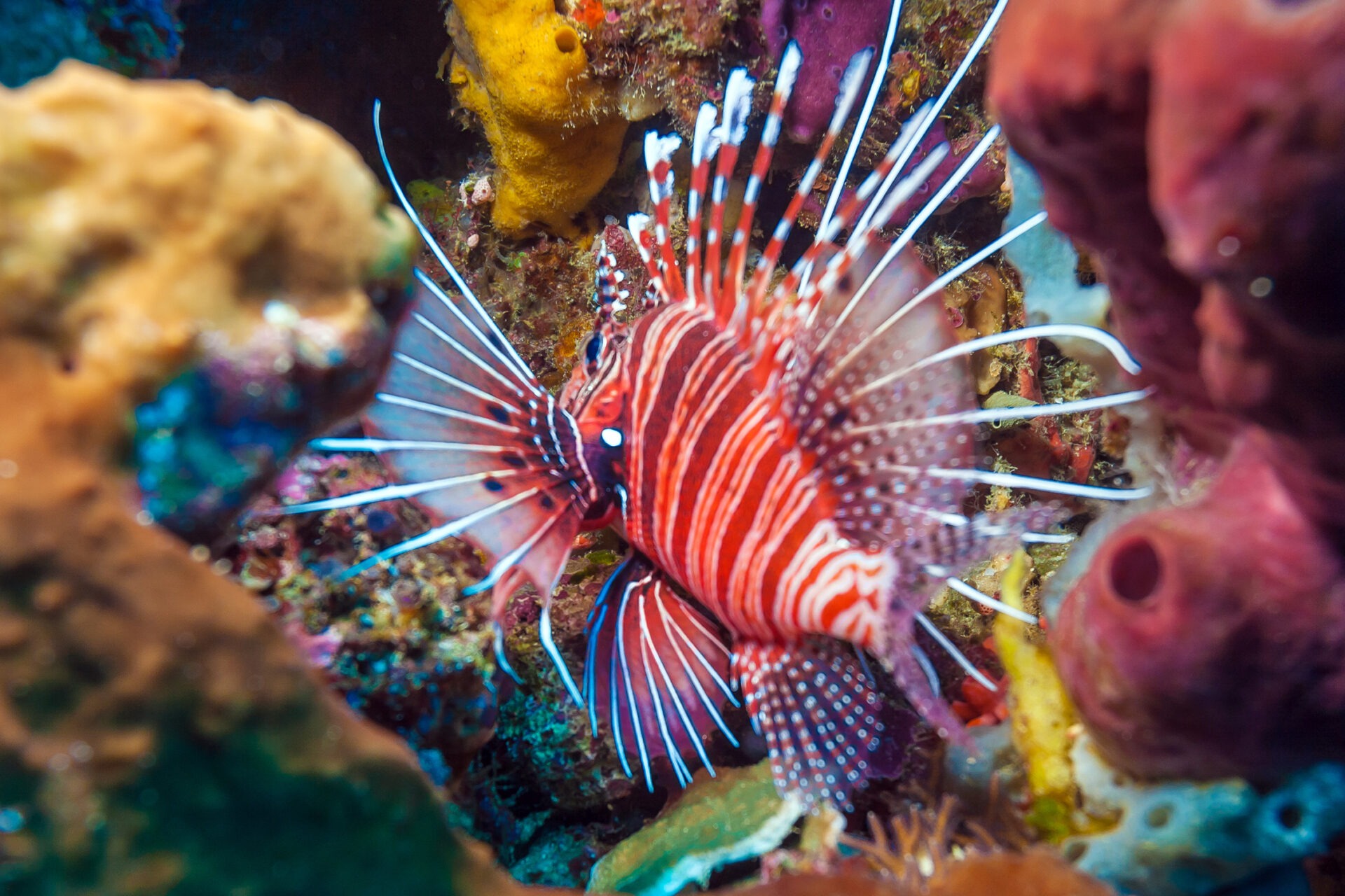Quattro specie aliene minacciano i nostri fondali: la biodiversità è a rischio!