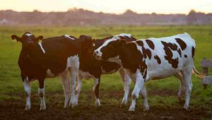 Le mucche ci riconoscono: sanno distinguere i volti umani e associano le persone alla voce