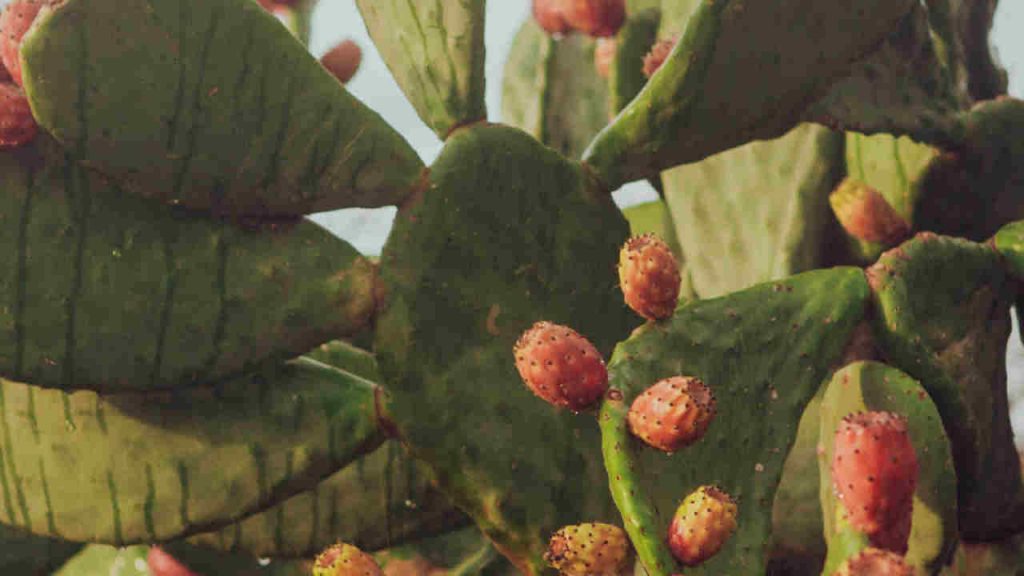 Sicilia addio, la Campania l’ha annientata: distrutta con un colpo solo | Cittadini preparatevi alla novità assurda