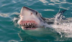 Squalo - fonte_canva - sicilianews24.it