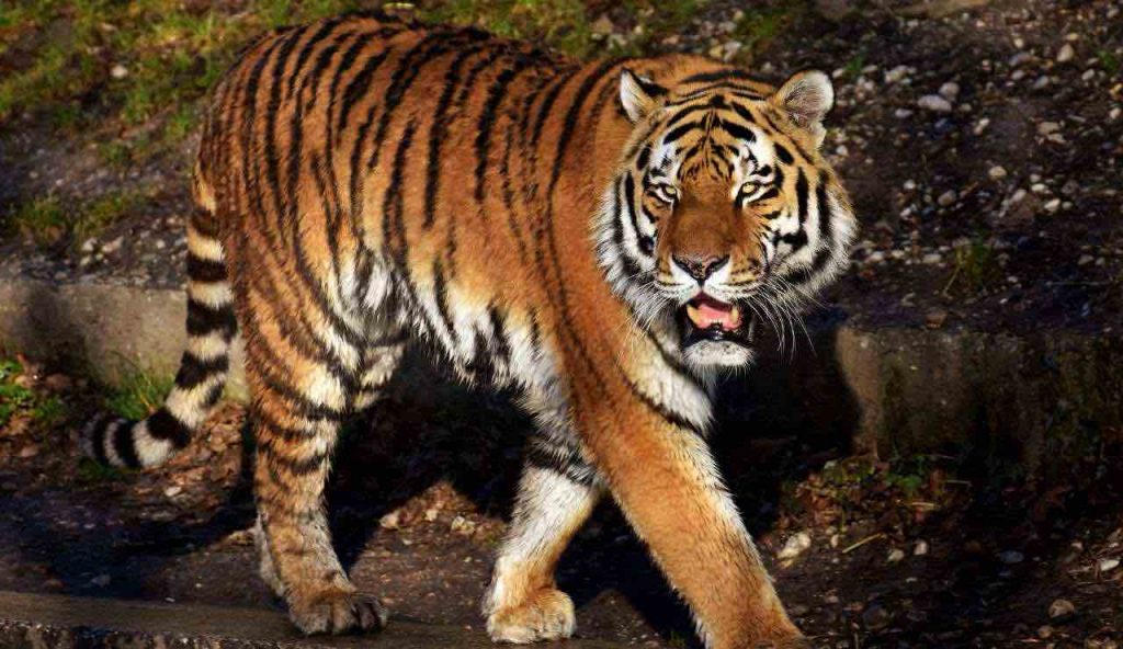 “C’è una tigre in città”: cittadini sbarrati in casa terrorizzati | Colpo durissimo per chi vive qui, forze dell’ordine ovunque