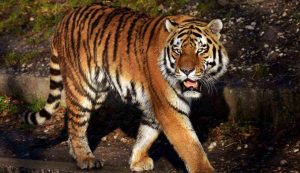 Tigre - fonte_Canva - sicilianews24.it