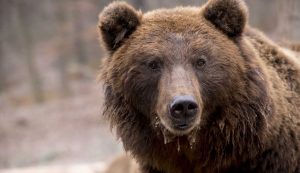 Orso - fonte_Canva - Sicilianews24.it