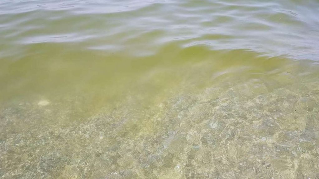 Ma quale mare pulito, “Questo è peggio di uno stagno, ci sono più batteri che pesci” | Eppure i siciliani ne vanno fieri