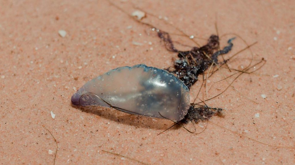 “Ma quale ragno violino, questo è il vero “killer siciliano””: una puntura e finisci al pronto soccorso in codice rosso”