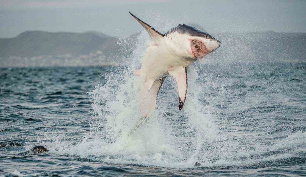 Ultim’ora, “Avvistato uno squalo bianco in Sicilia”: è grande quanto un’auto | Estate rovinata del tutto