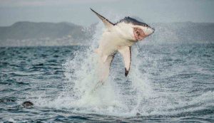 Squalo bianco - fonte_Canva - sicilianews24.it