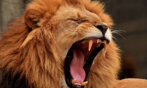 Leone gira indisturbato: cosa è successo