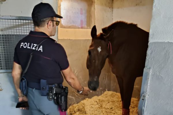 Scoperta una stalla abusiva: denunciato un 52enne per maltrattamento di animali