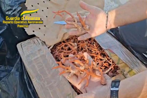 Maxi sequestro di corallo rosso nel Canale di Sicilia: oltre 700 kg bloccati dalla Guardia di Finanza
