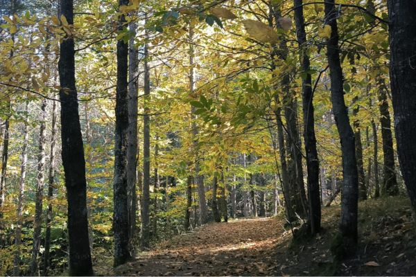 Festa dei sapori madoniti a Petralia Sottana, in diecimila tra gli stand del borgo madonita