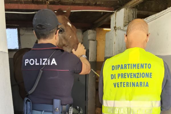 Scoperta una stalla abusiva: denunciato un 52enne per maltrattamento di animali
