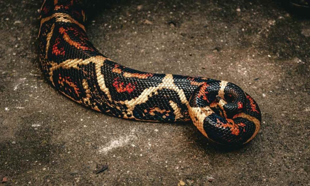 “C’è un’anaconda gigante tra le auto”: cittadini con gli occhi sbarrati | Non si è mai visto nulla di simile in Sicilia