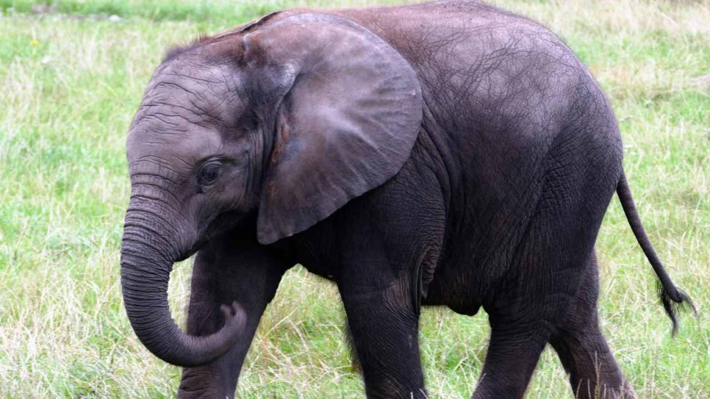 Sicilia, “Trovato unico esemplare di elefante nano”: in nessun’altra regione esiste