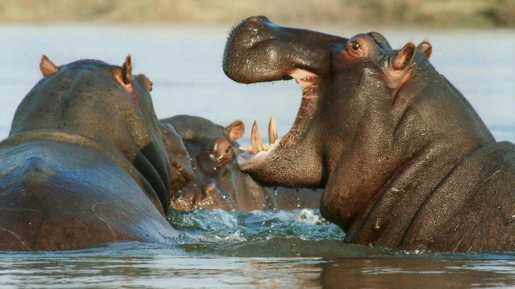 Ultim’ora Sicilia, “Ci sono ippopotami giganti, leoni e iene qui”: la scoperta è assurda | Cittadini non avvicinatevi a questa zona