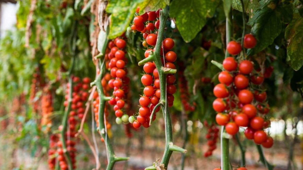 Ultim’ora salute, “C’è un’epidemia in Sicilia”: l’infezione arriva dritta al cuore | Lanciato l’allarme rosso