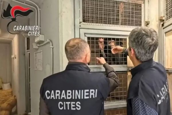 Teneva uno scimpanzé in casa: denunciato per maltrattamento di specie protetta