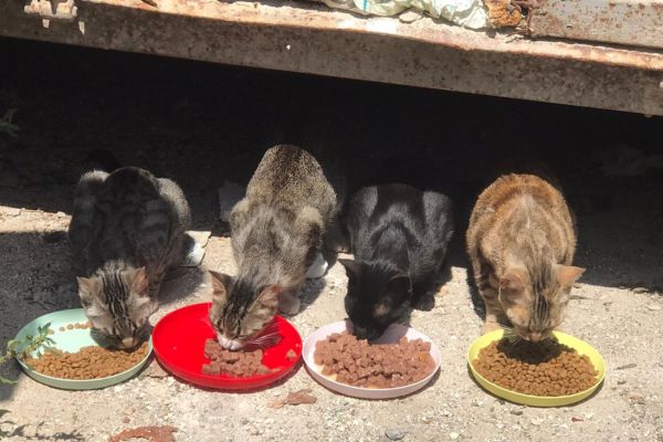 Colonia felina di via Nairobi a Palermo, ennesimo atto vandalico