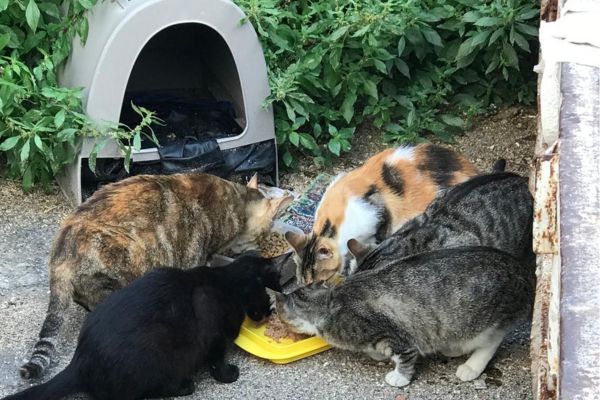 Colonia felina di via Nairobi a Palermo, ennesimo atto vandalico