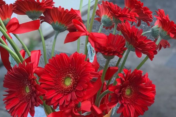 Giornata contro la violenza sulle donne, Confcommercio Palermo donerà gerbere rosse