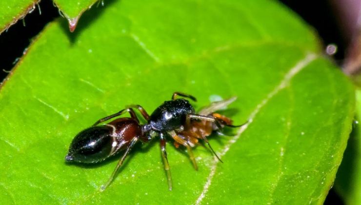 “Nuova specie scoperta in Sicilia”: ricercatori senza parole | Hanno trovato gli animaletti ovunque