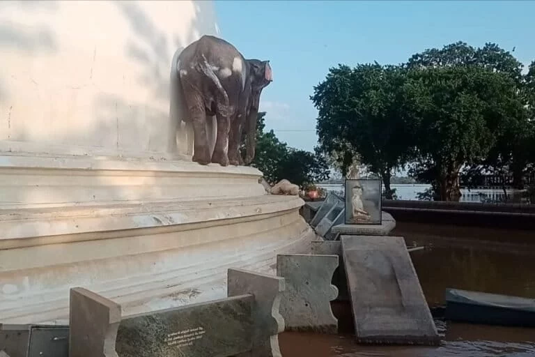 Inondazioni del ciclone Ditwah distruggono la fauna selvatica dello Sri Lanka oltre alla perdita umana.