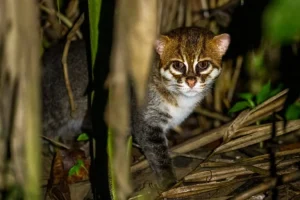 Ritorno dei gatti a testa piatta in Thailandia dopo 29 anni di assenza. Buone notizie!