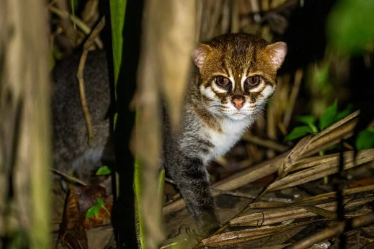 Ritorno dei gatti a testa piatta in Thailandia dopo 29 anni di assenza. Buone notizie!