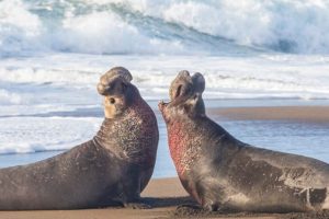 Le foche elefante riconoscono le voci dei loro rivali nel mondo marino.