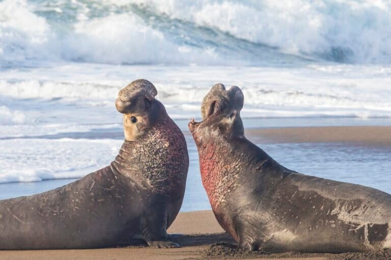 Le foche elefante riconoscono le voci dei loro rivali nel mondo marino.