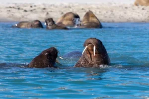 Dieci libri imperdibili sulla conservazione e l’ambiente pubblicati nel 2025. Scopri le novità!