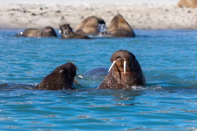 Dieci libri imperdibili sulla conservazione e l’ambiente pubblicati nel 2025. Scopri le novità!