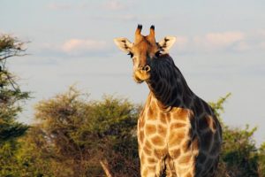 Speranza nella crisi planetaria: il potere delle iniziative comunitarie è fondamentale per il cambiamento.