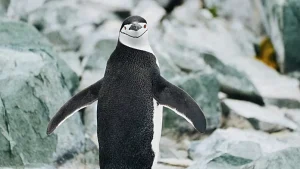 Strategie estreme degli animali per sopravvivere in ambienti pericolosi durante il sonno.