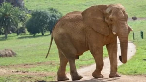 Tragedia a Cabárceno: muore l’elefante Jums dopo un violento scontro con il figlio.