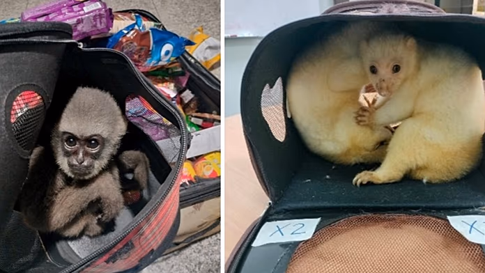 Smantellata rete di bracconieri: 30.000 animali vivi sequestrati e arrestati i colpevoli.