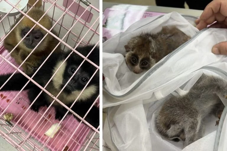 Interpol confiscati uccelli, insetti e farfalle in operazioni globali contro il traffico illegale.