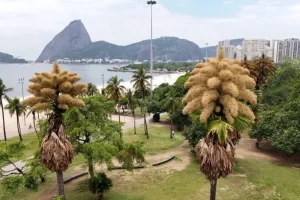 Fioritura unica delle palme secolari a Rio de Janeiro: un evento straordinario.