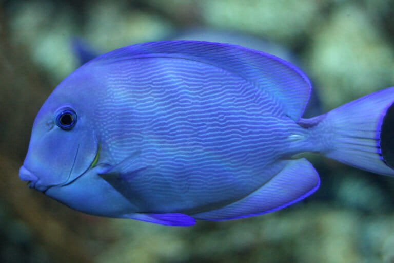 Nuova telecamera subacquea rileva suoni di pesci, migliorando il monitoraggio delle specie minacciate.