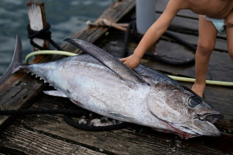 Vertice sulle pescherie del Pacifico: un impulso per il tonno alalunga e gli uccelli marini.