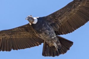 Incubazione artificiale: una nuova speranza per il condorAndino in pericolo in Colombia.