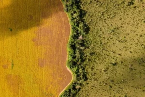 Strumenti finanziari innovativi potenziano progetti di bioeconomia tradizionale in Amazzonia.