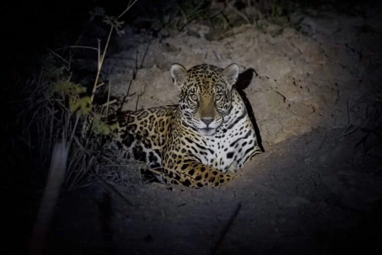 Salvare i giaguari: in Brasile scienziati usano IVF e clonazione per preservare la specie