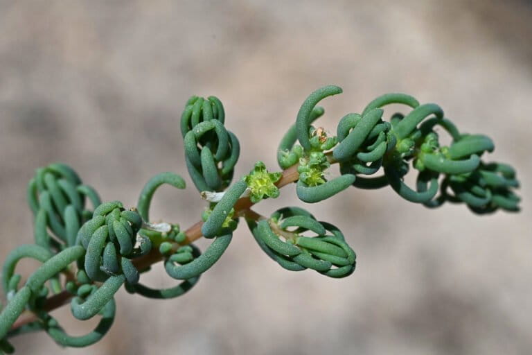 Nuovi mari interni per contrastare l’innalzamento del mare: intervista a Amir AghaKouchak.