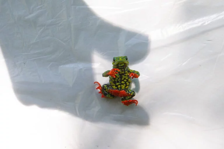 L’amphibio che bloccò una diga idroelettrica affronta ora la crisi climatica.