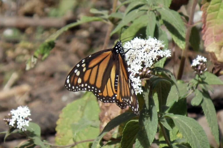 Salvare l’habitat invernale delle farfalle monarca richiede il sostegno delle comunità locali.