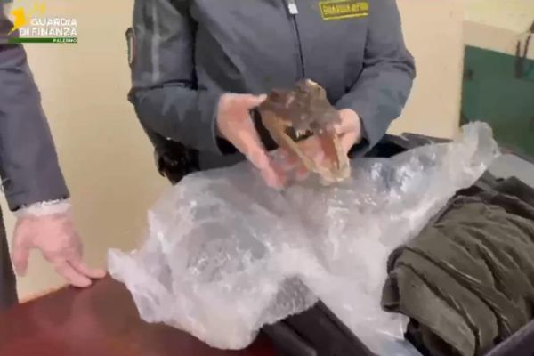 Traffico di specie protette: sequestrata testa di coccodrillo all’aeroporto di Palermo