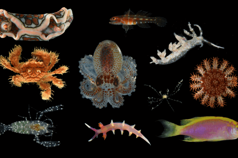 Nuove scoperte: 20 specie svelate in ‘hotel’ sottomarini nell’oscurità del Pacifico vicino a Guam.