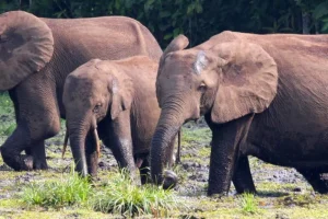 Progetti top-down e alberi esotici: il fallimento della restaurazione nel Bacino del Congo.
