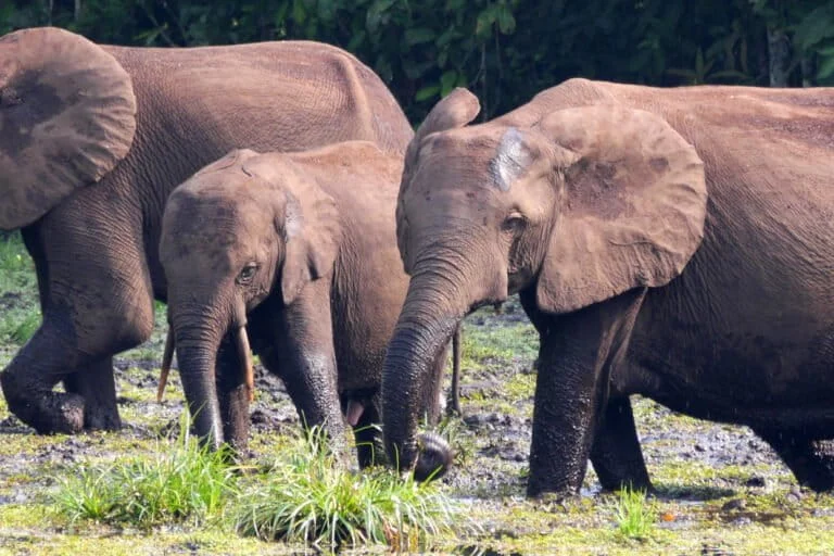 Progetti top-down e alberi esotici: il fallimento della restaurazione nel Bacino del Congo.